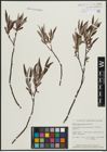 Foto von Salix argyrocarpa Andersson